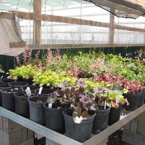 Today S Nursery 24 Photos Nurseries Gardening 9610 N Today S Nursery 24 Photos Nurseries