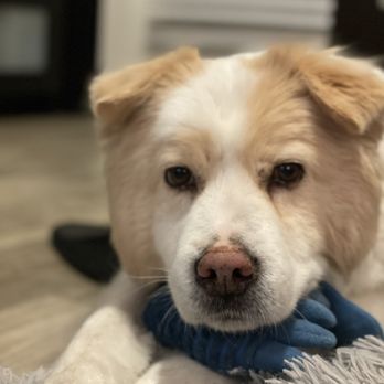 Fluffy Puppy - Pet Groomers Near Me - Pasadena, California Fluffy Puppy - Pet Groomers Near Me - Pasadena, California
