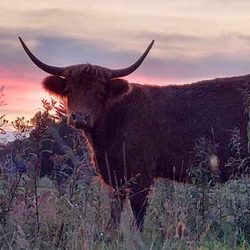 Heather Hill Inn - Scottish Highland cattle