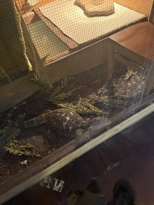 Gator Country by null