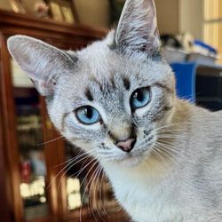 Home Care 4 Pets