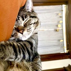 Cheyenne Mountain Animal Hospital