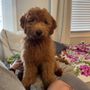 Photo of Southland Puppies