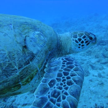 Rainbow Scuba Hawaii - Boating Near Me - Honolulu, Hawaii Rainbow Scuba Hawaii - Boating Near Me - Honolulu, Hawaii