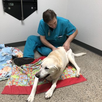 Mission Veterinary Clinic - Ollie being massaged by Jerome's caring hands at Mission Veterinary the day he transitioned to Heaven - Veterinarians Near Me - Rio Rancho, New Mexico