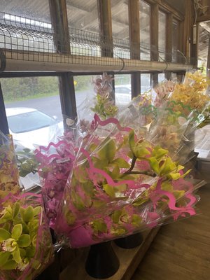 Volcano Store by null