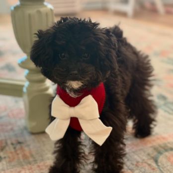 Fletch & Lo - Pet Stores Near Me - Loxley, Alabama Fletch & Lo - Pet Stores Near Me - Loxley, Alabama