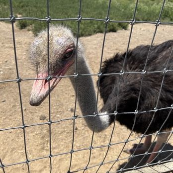 Ostrichland USA - Attraction Farms Near Me - Solvang, California Ostrichland USA - Attraction Farms Near Me - Solvang, California