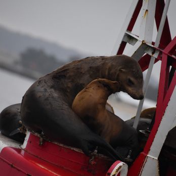 Ocean Safaris - Whale Watching Tours Near Me