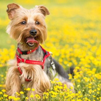 Honey Pooch - Pet Groomers Near Me Honey Pooch - Pet Groomers Near Me