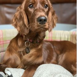 Comfort Corner Grooming