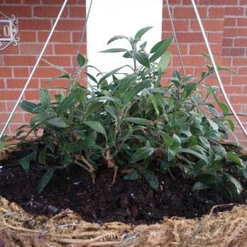 Green Things - Browallia hanging basket (replanted) thanks to the Yelp deal! - Nurseries & Gardening Near Me - Tucson, Arizona