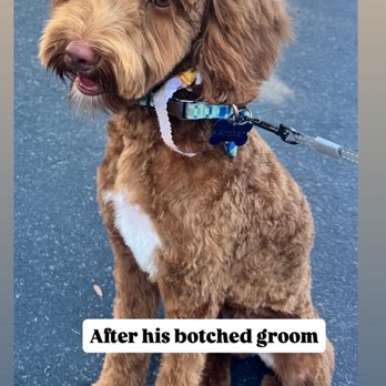 Petco - AFTER he got botched - Pet Stores Near Me - Irvine, California Petco - AFTER he got botched - Pet Stores Near Me - Irvine, California