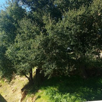 Lopez Tree Care - Before photo - Tree Services Near Me Lopez Tree Care - Before photo - Tree Services Near Me