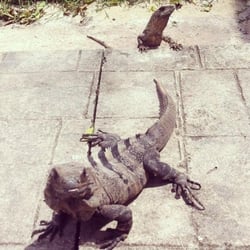 Universidad La Salle - Las famosas iguanas de la salle