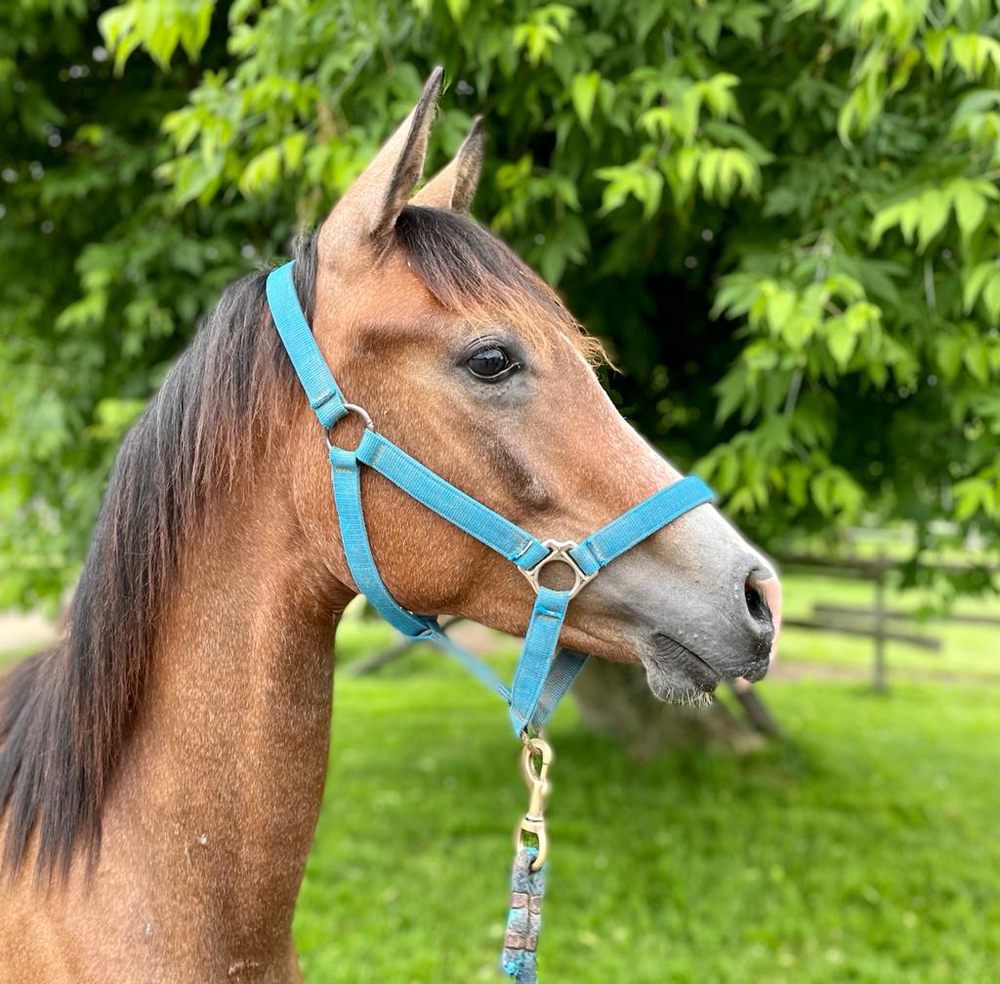 ENDURANCE HORSES AND HAY Updated June 2024 Bivins, Texas