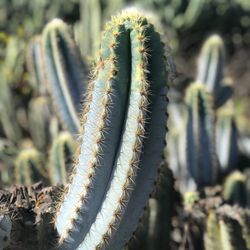 Nurseries & Gardening in Vista - Yelp