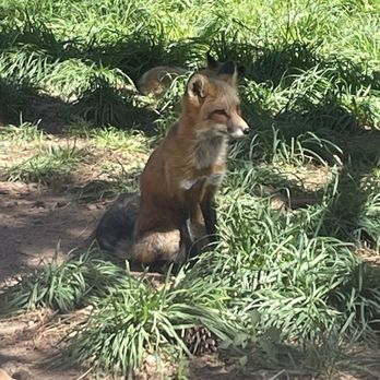 Bearizona - The foxes - Zoos Near Me - Williams, Arizona