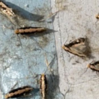 Ground Pest Control - Pale Backed clothes moths - Pest Control Near Me Ground Pest Control - Pale Backed clothes moths - Pest Control Near Me