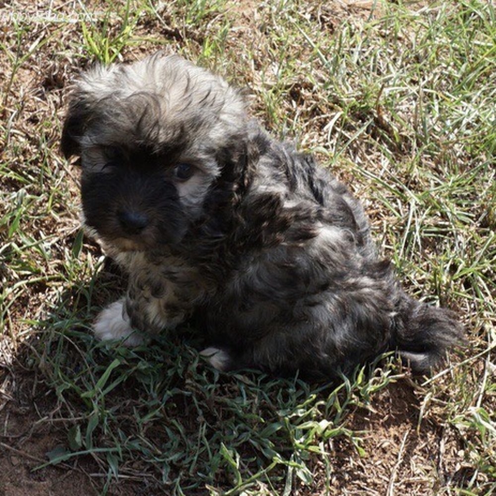 Pet Supplies Plus - Spring - Pet Groomers Near Me - Spring, Texas Pet Supplies Plus - Spring - Pet Groomers Near Me - Spring, Texas