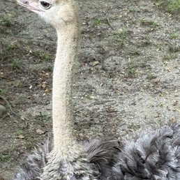 Ostrich