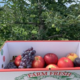 Freshly picked apples, peaches, grapes and plums