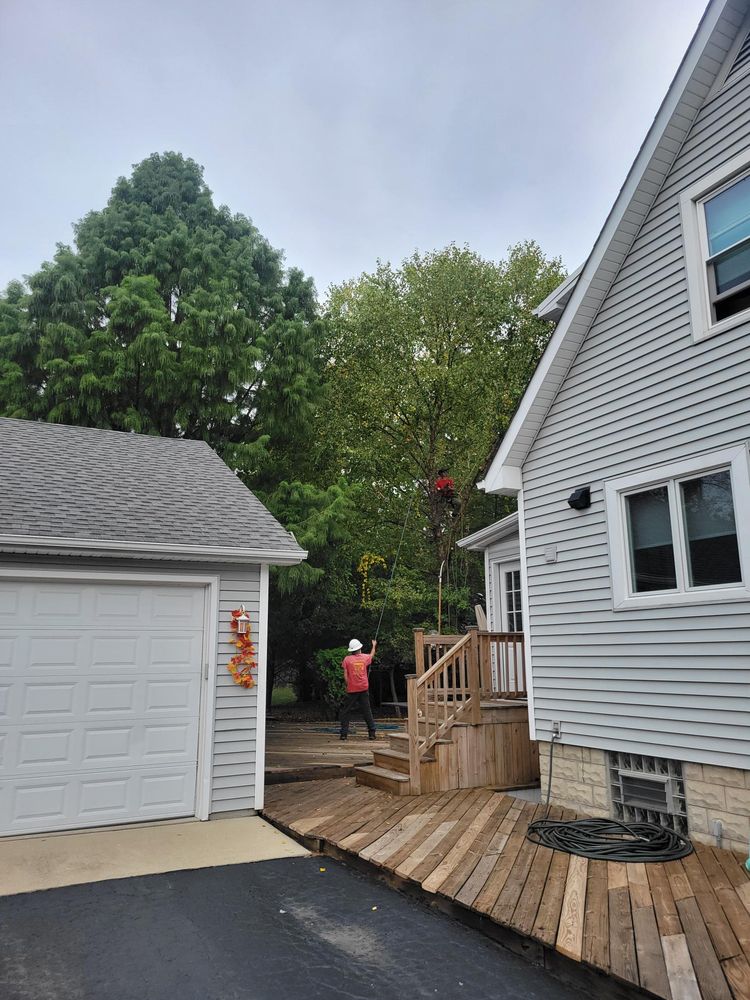 Vidito Tree Experts - tree service in Westmont, IL