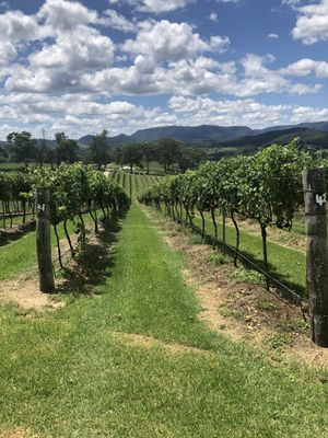 Megalong Creek Estate - Blue Mountains Winery - Megalong Valley. by null
