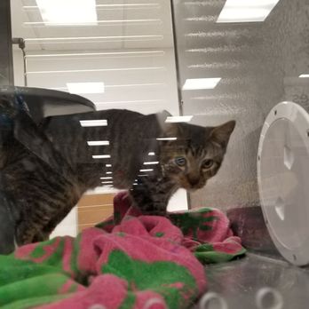 PetSmart - Playful cat - Pet Training Near Me - HONOLULU, Hawaii