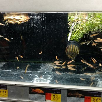 Walmart Supercenter - Wider shot of dead pool of fish. - Department Stores Near Me - Hesperia, California Walmart Supercenter - Wider shot of dead pool of fish. - Department Stores Near Me - Hesperia, California