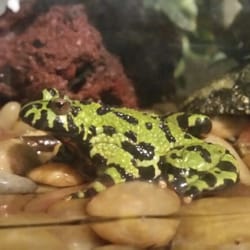 Katie's Kuts Dog & Cat Grooming - Red belly fire toad