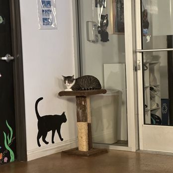 The Cat Cafe - Coffee & Tea Near Me - San Diego, California The Cat Cafe - Coffee & Tea Near Me - San Diego, California