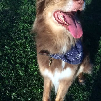 Barry Annino Bark Park - Loving the bark park! - Dog Parks Near Me - Dallas, Texas Barry Annino Bark Park - Loving the bark park! - Dog Parks Near Me - Dallas, Texas