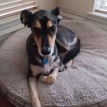 Austin Mobile Spaws - After groom - Pet Groomers Near Me