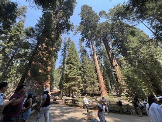 General Sherman Tree by null