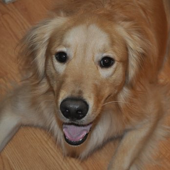 PooVoyage - Merlin is a very happy customer of PooVoyage. - Pet Waste Removal Near Me PooVoyage - Merlin is a very happy customer of PooVoyage. - Pet Waste Removal Near Me