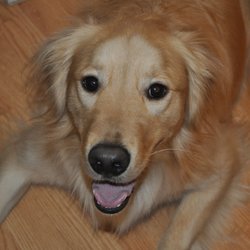 PooVoyage - Merlin is a very happy customer of PooVoyage.