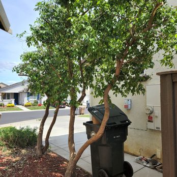 EG Tree Service - Tree Services Near Me EG Tree Service - Tree Services Near Me