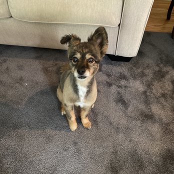 Pet Spa - Pet Groomers Near Me - Somerville, Massachusetts