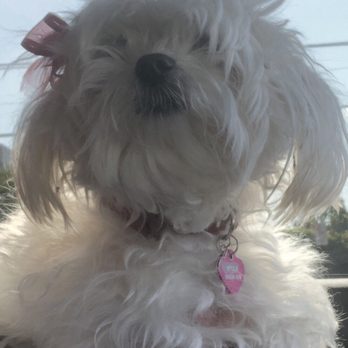 Ooh Puppy - Before and way overdue for a grooming. - Pet Groomers Near Me - La Mirada, California Ooh Puppy - Before and way overdue for a grooming. - Pet Groomers Near Me - La Mirada, California