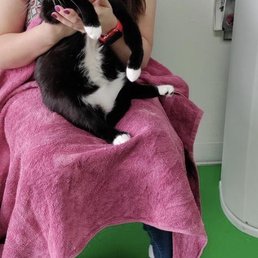 They did a good job with my cat nails I like this place and recommended . They did a good job with my cat nails I like this place and recommended .
