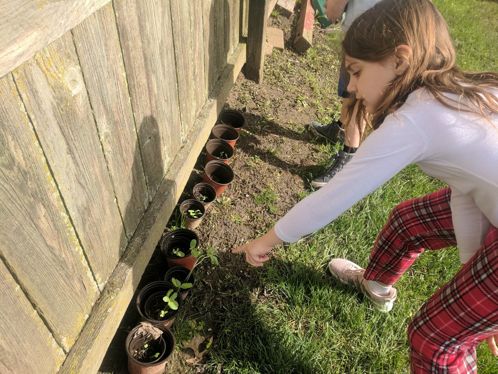 Story Orchard Learning Academy - childcare center in Swanton, OH