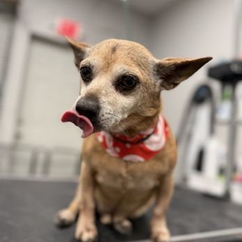 Surflume Pet Spa - Pet Groomers Near Me - Surfside Beach, South Carolina