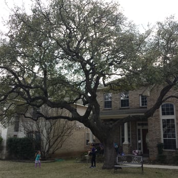 The Real Stump Busters Tree Service - Tom did a 5 star job trimming and cleaning up my oak. He removed every single piece of dead wood. Great job guys! - Tree Services Near Me - San Antonio, Texas