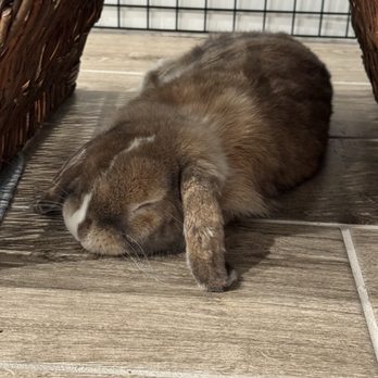 Napa Bunnies - Animal Shelters Near Me - Napa, California Napa Bunnies - Animal Shelters Near Me - Napa, California
