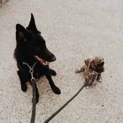 Pet Posse