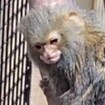 Tropical World Leeds - Zoos Near Me - Leeds, ABE Tropical World Leeds - Zoos Near Me - Leeds, ABE