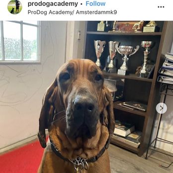 Pro Dog Academy - Rebel - Pet Training Near Me - Loxahatchee, Florida