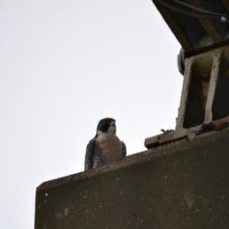 Falcon, one of three we saw.