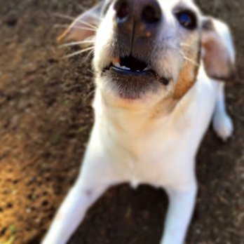 West Coast - Those whiskers tho!!! - Pet Cremation Services Near Me - Sun Valley, California